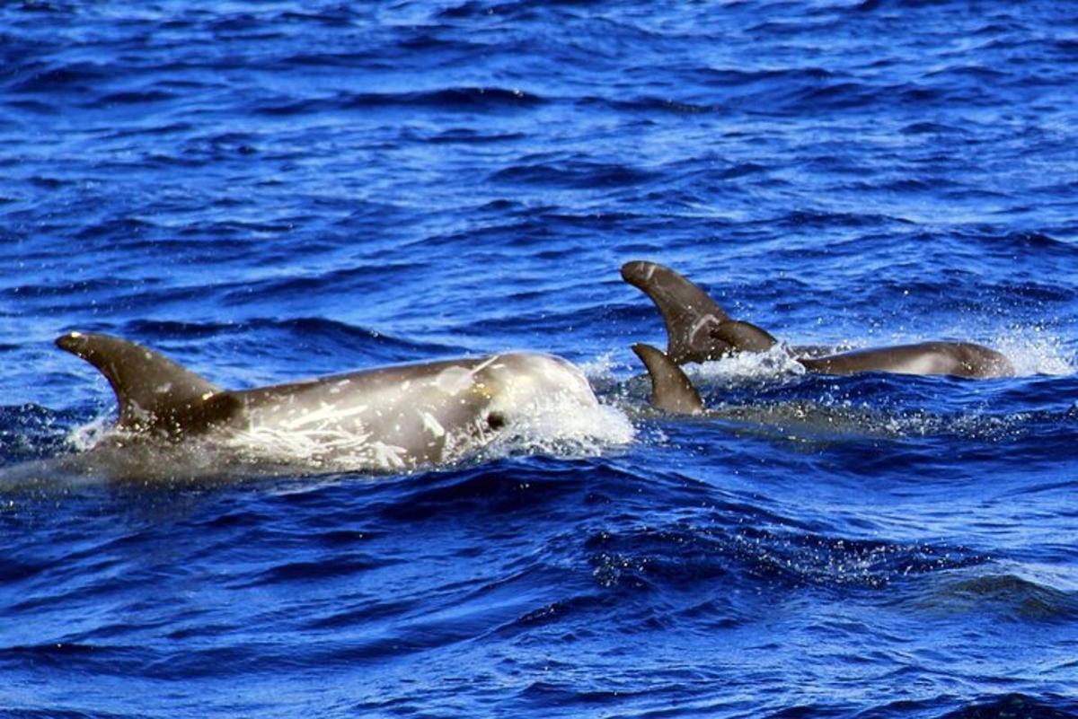 un gruppo di tre delfini che nuotano nell'acqua