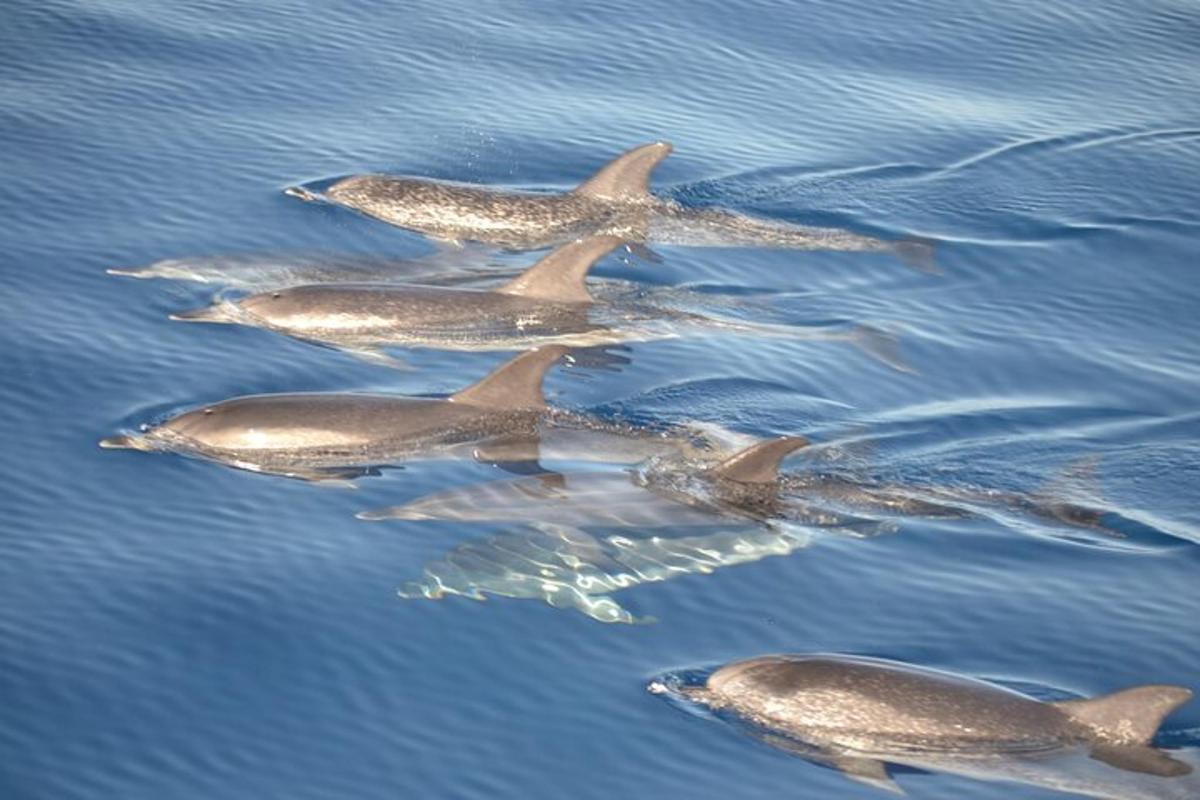 un gruppo di delfini che nuotano nell'acqua