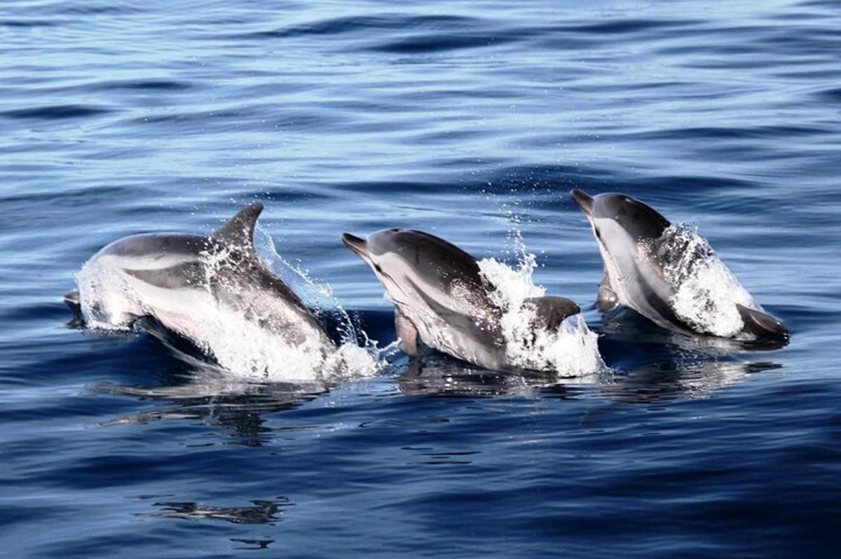 egy csoport delfin úszik a vízben