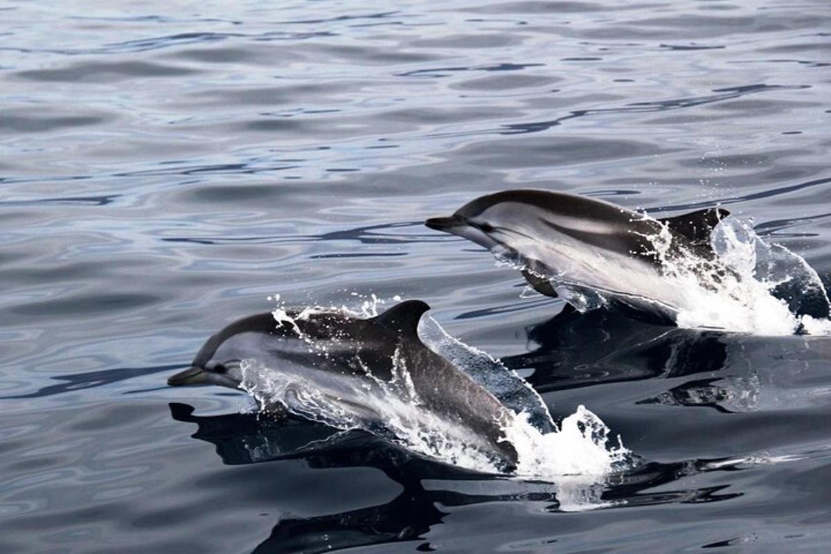 két delfin úszik a vízben