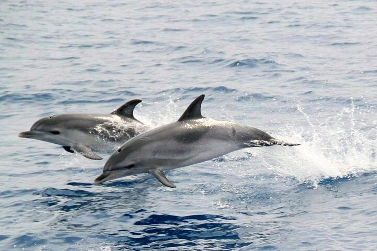 due delfini che saltano fuori dall'acqua
