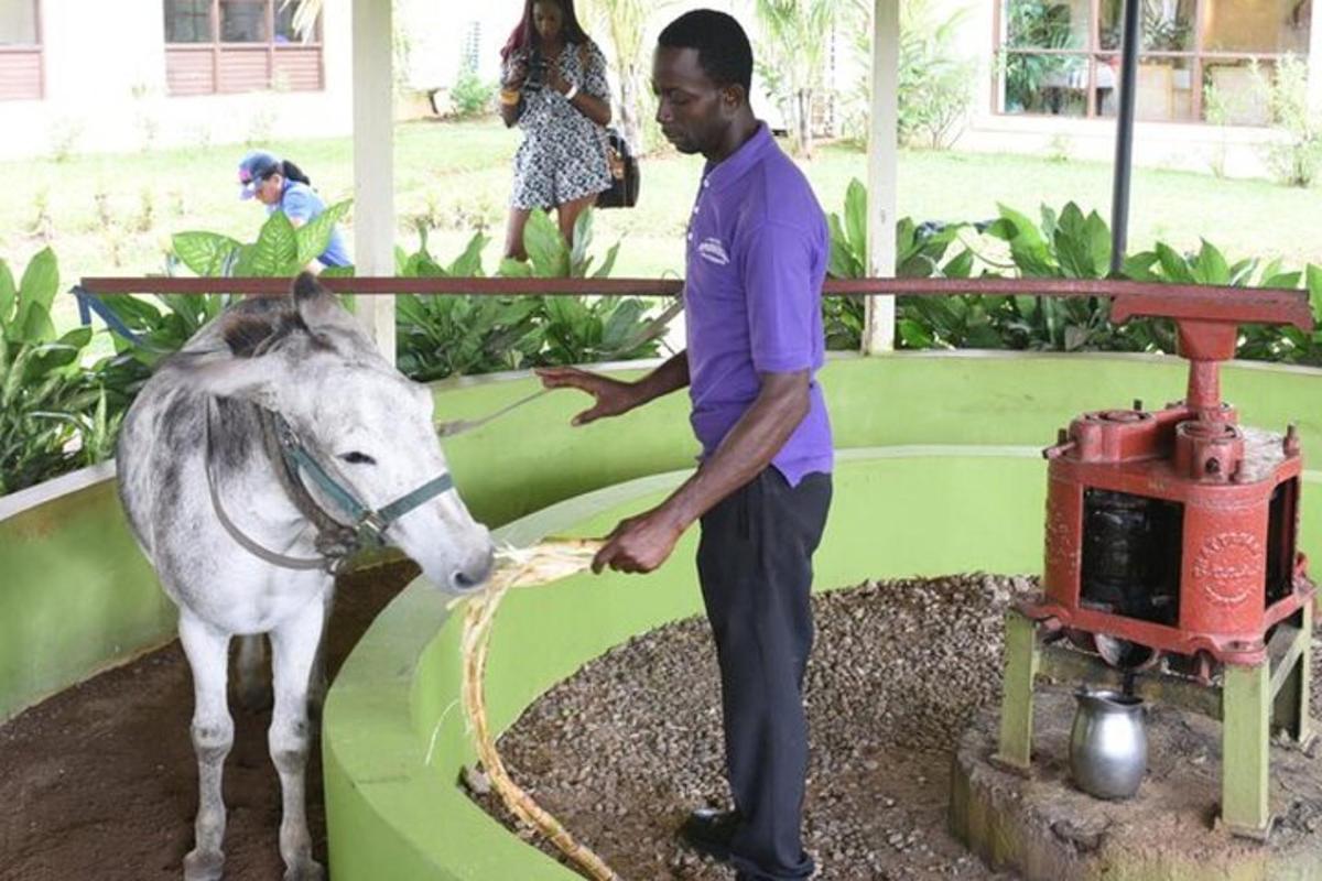 a man standing next to a white pony