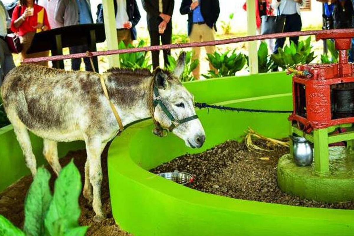 osel stojící v hlíně vedle ptačí koupele