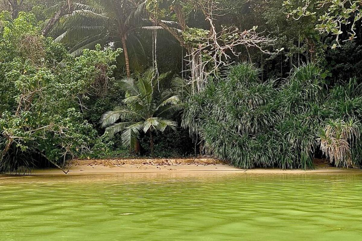 perairan hijau dengan pepohonan dan pantai