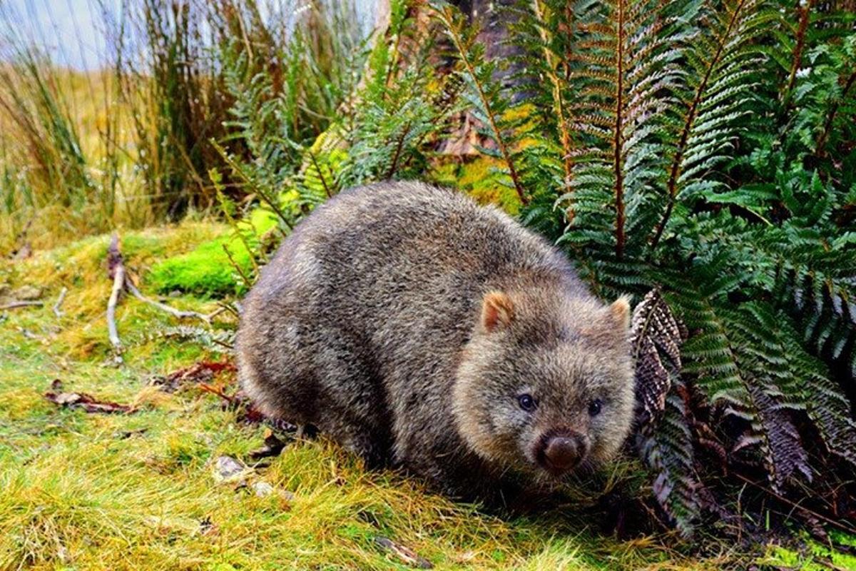 un piccolo orso bruno in piedi nell'erba