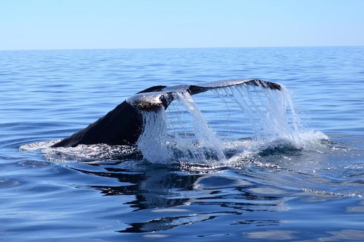 una balena sta sguazzando nell'acqua