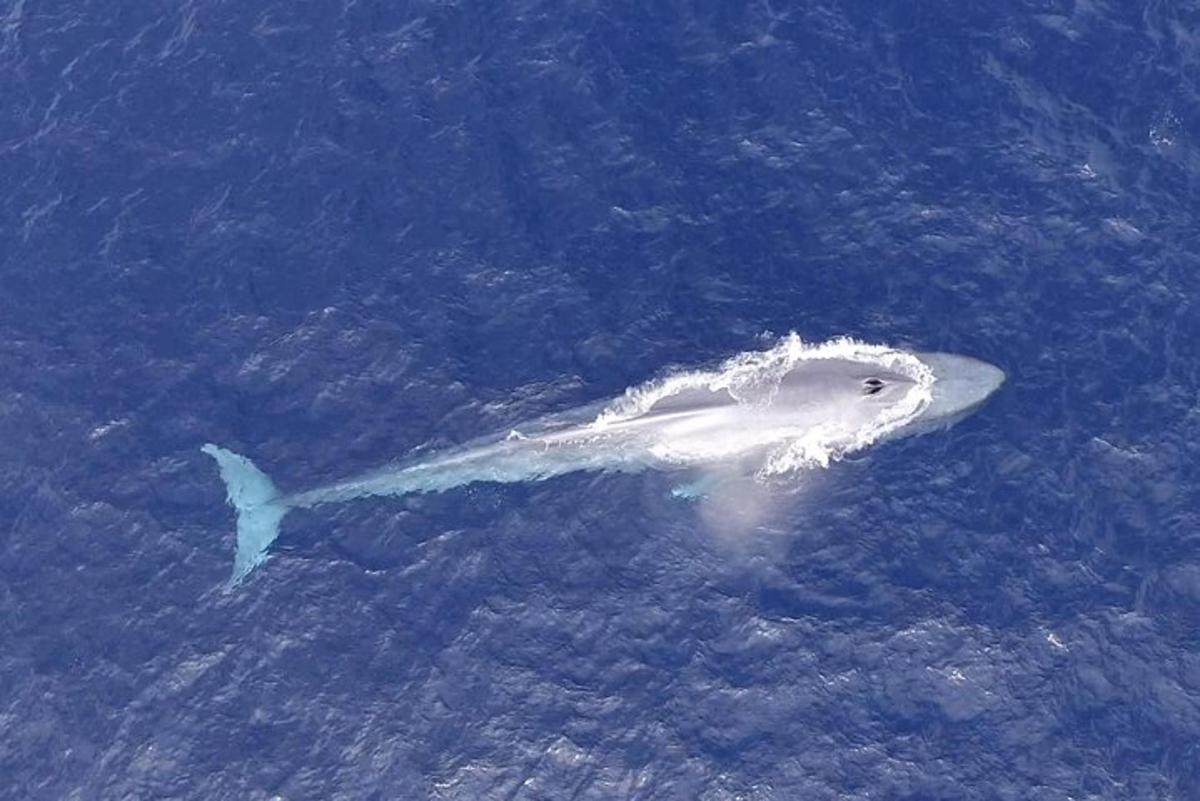uno squalo bianco che nuota nell'oceano