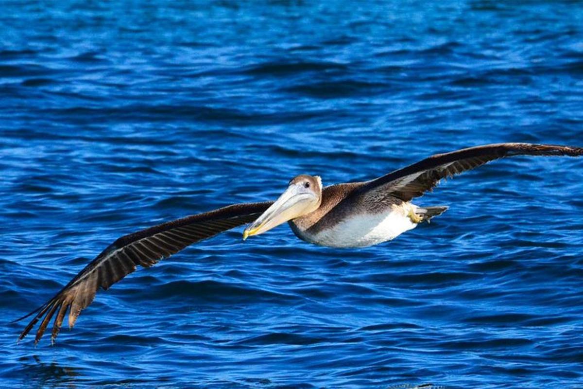 un uccello che vola sopra uno specchio d'acqua