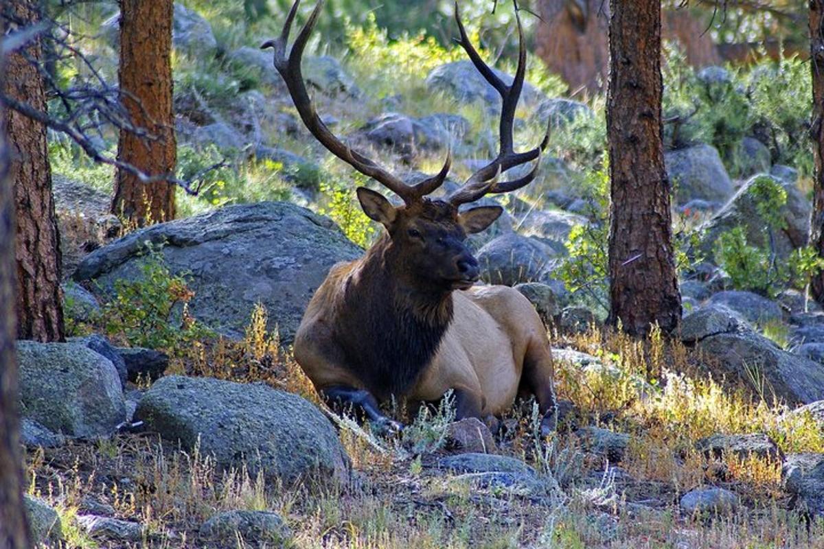 a deer with large antlers sitting in a forest