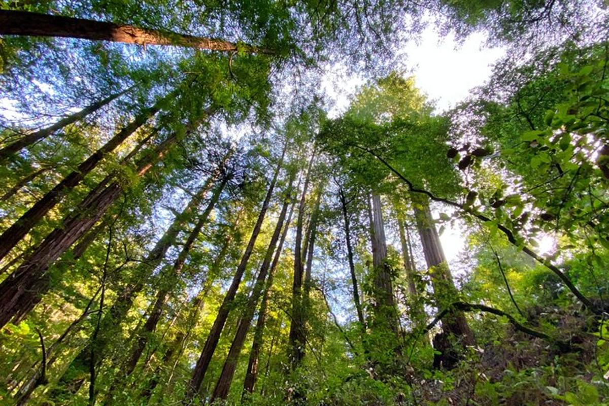 un bosc d'arbres alts mirant cap al cel