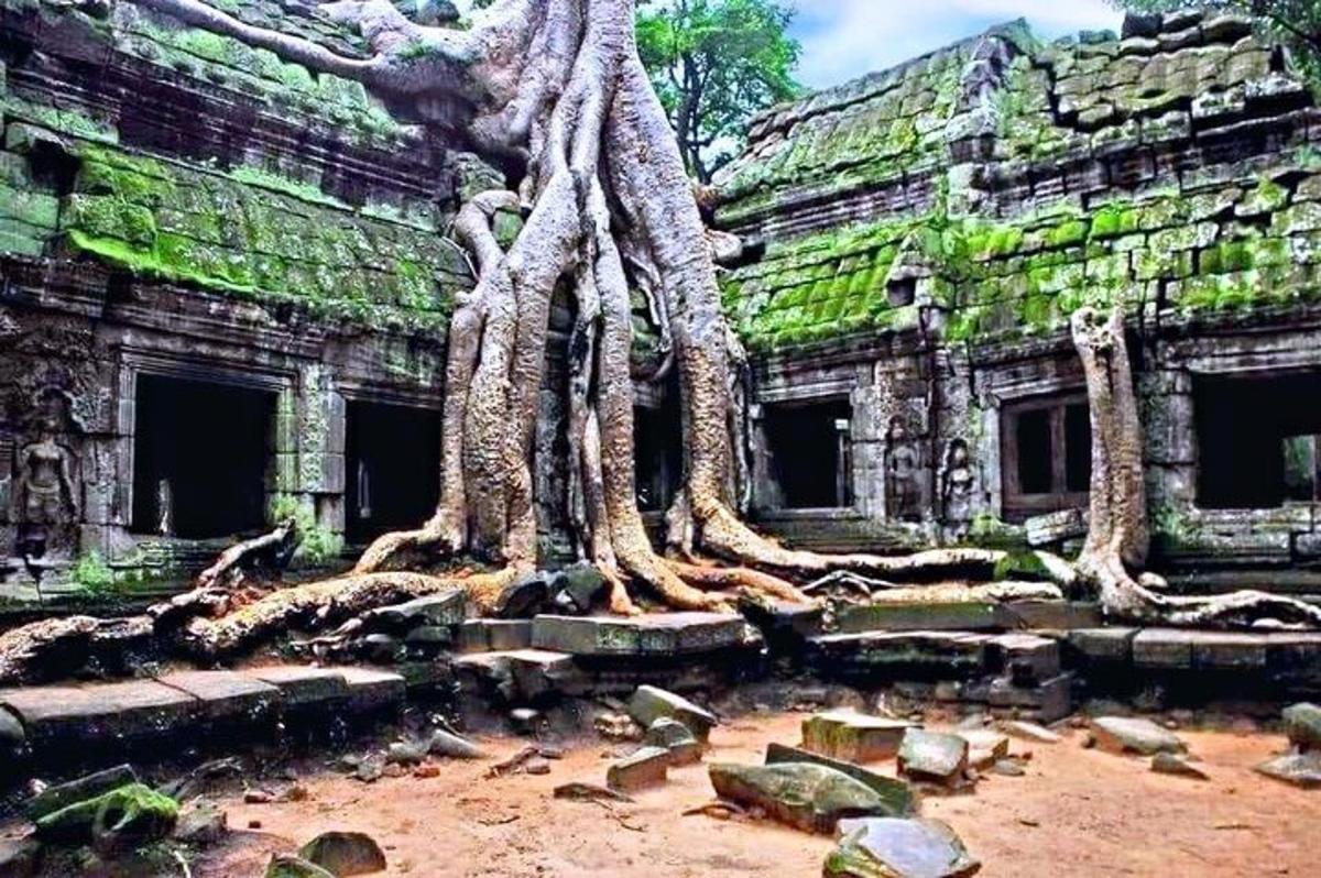 un gruppo di alberi che crescono sul lato di un edificio