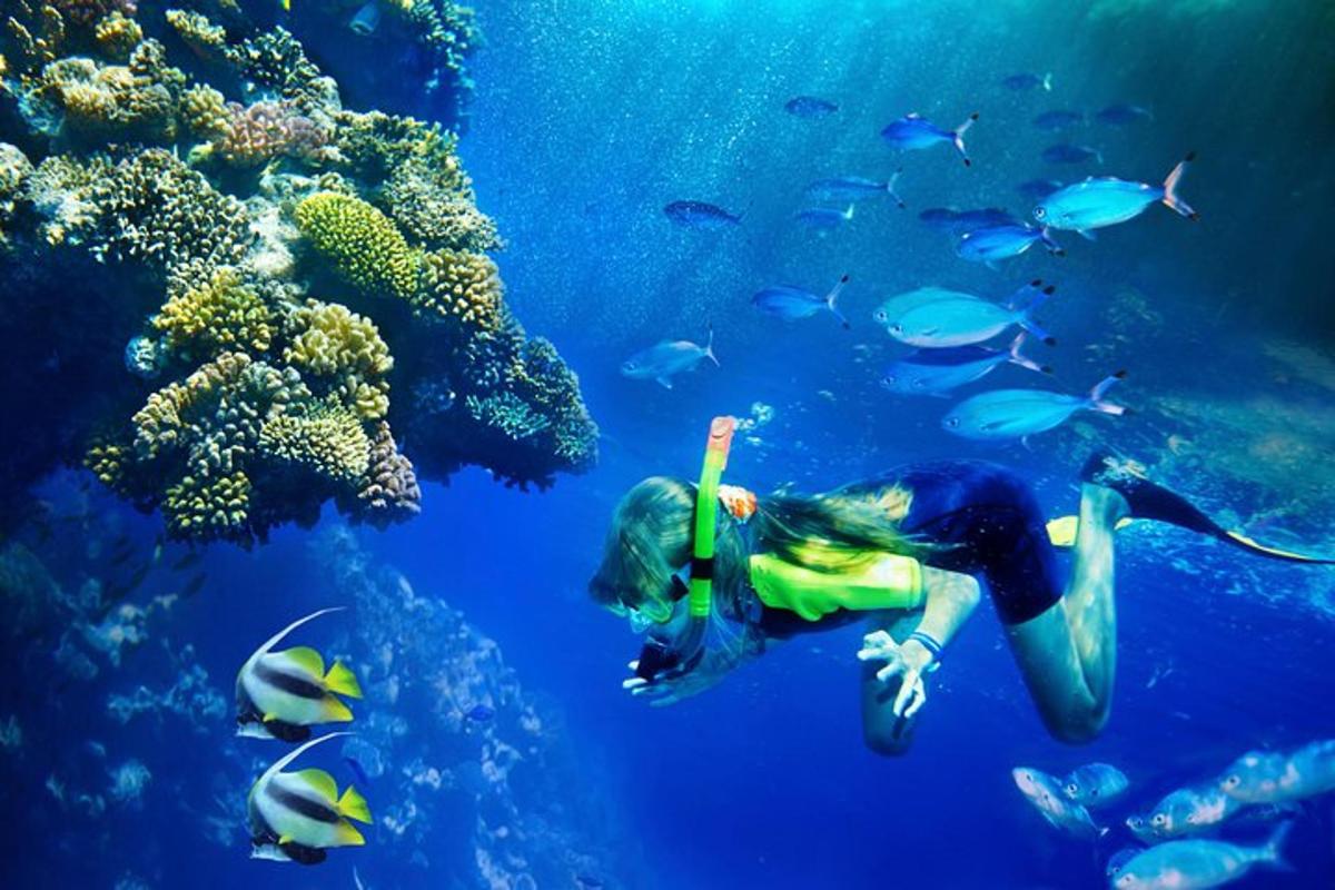 Žena plave v oceánu s rybami