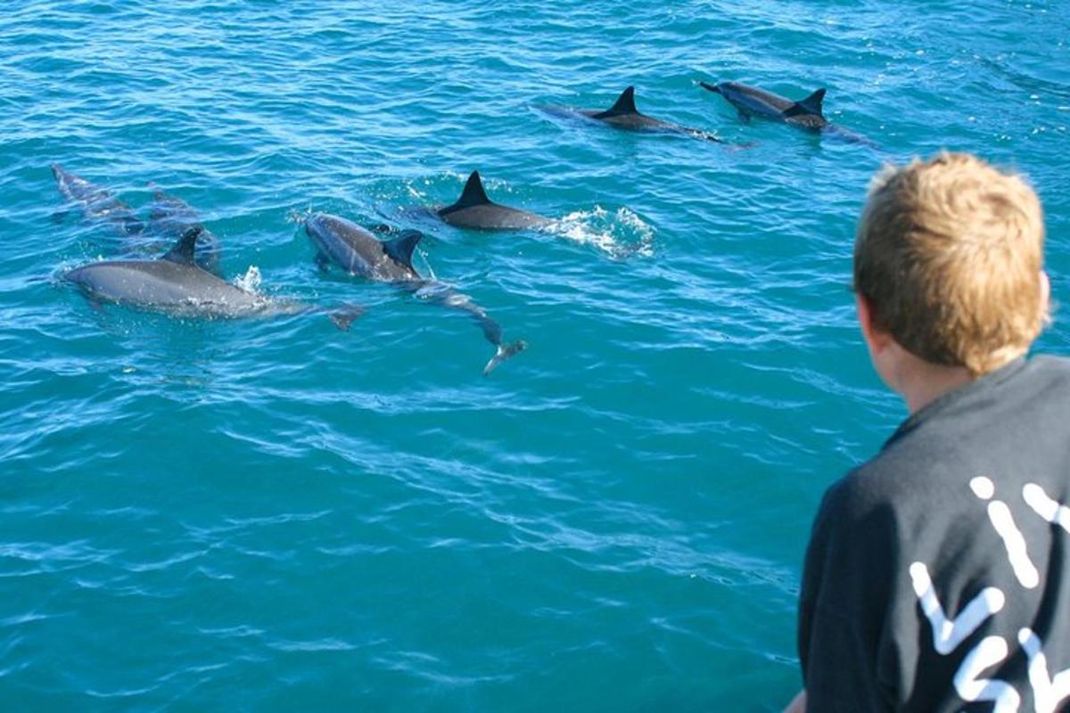 水中のイルカの群れを眺める少年