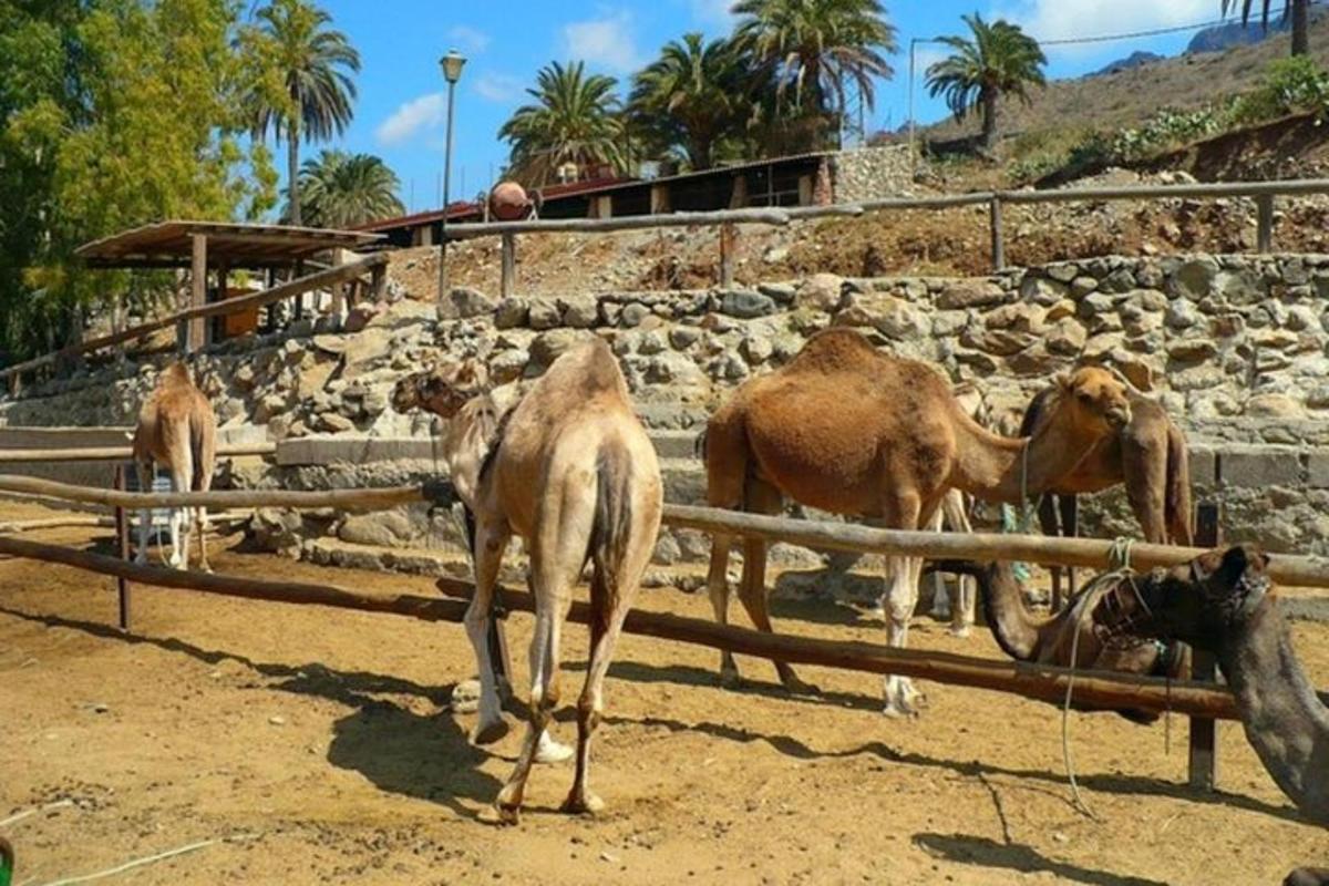 Un grupo de animales de pie en un campo de tierra.