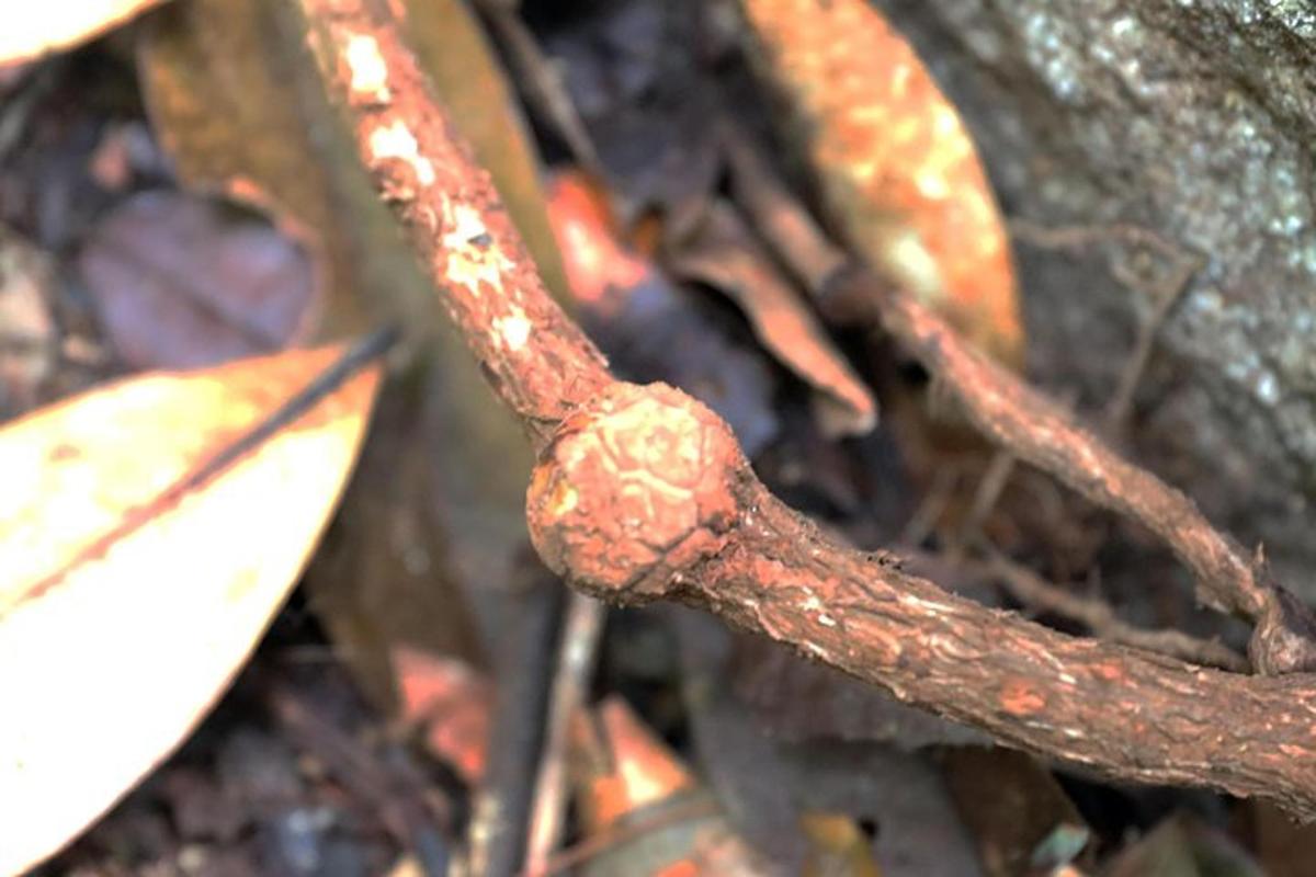a close up of a rusted out branch of a tree