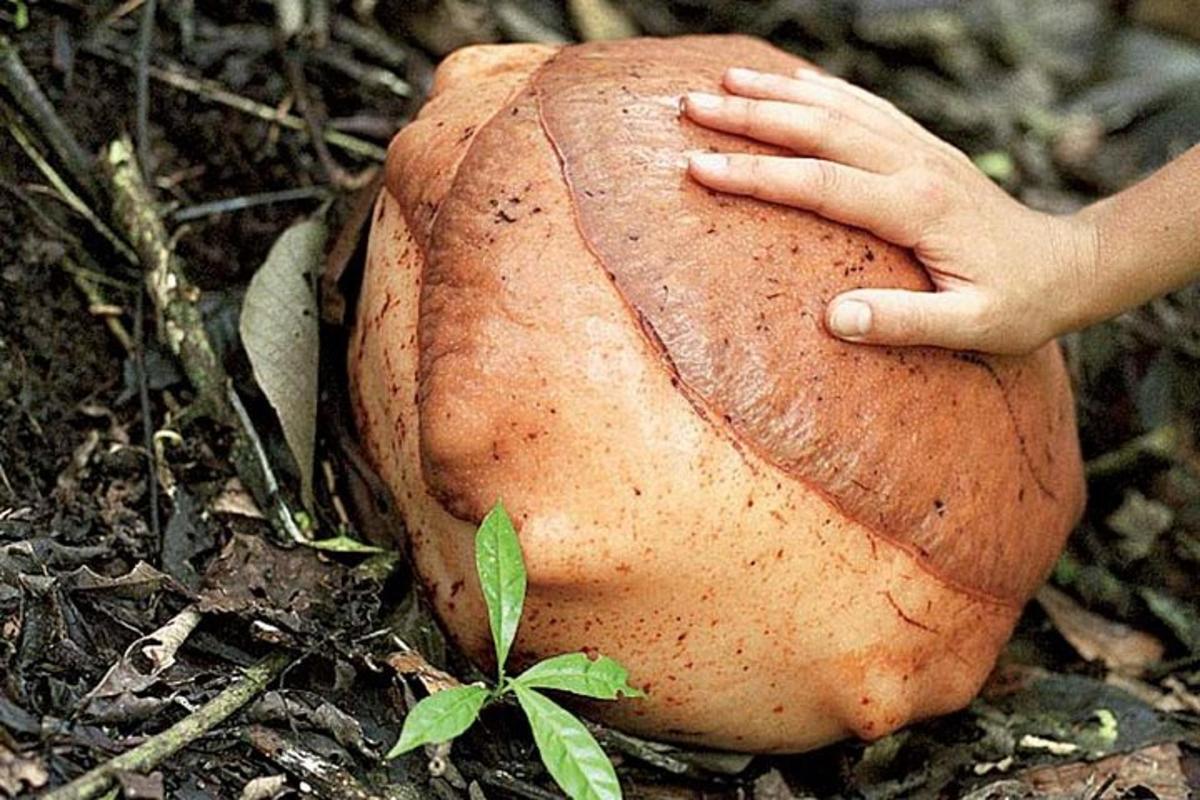 a persons hand on top of a baseball glove