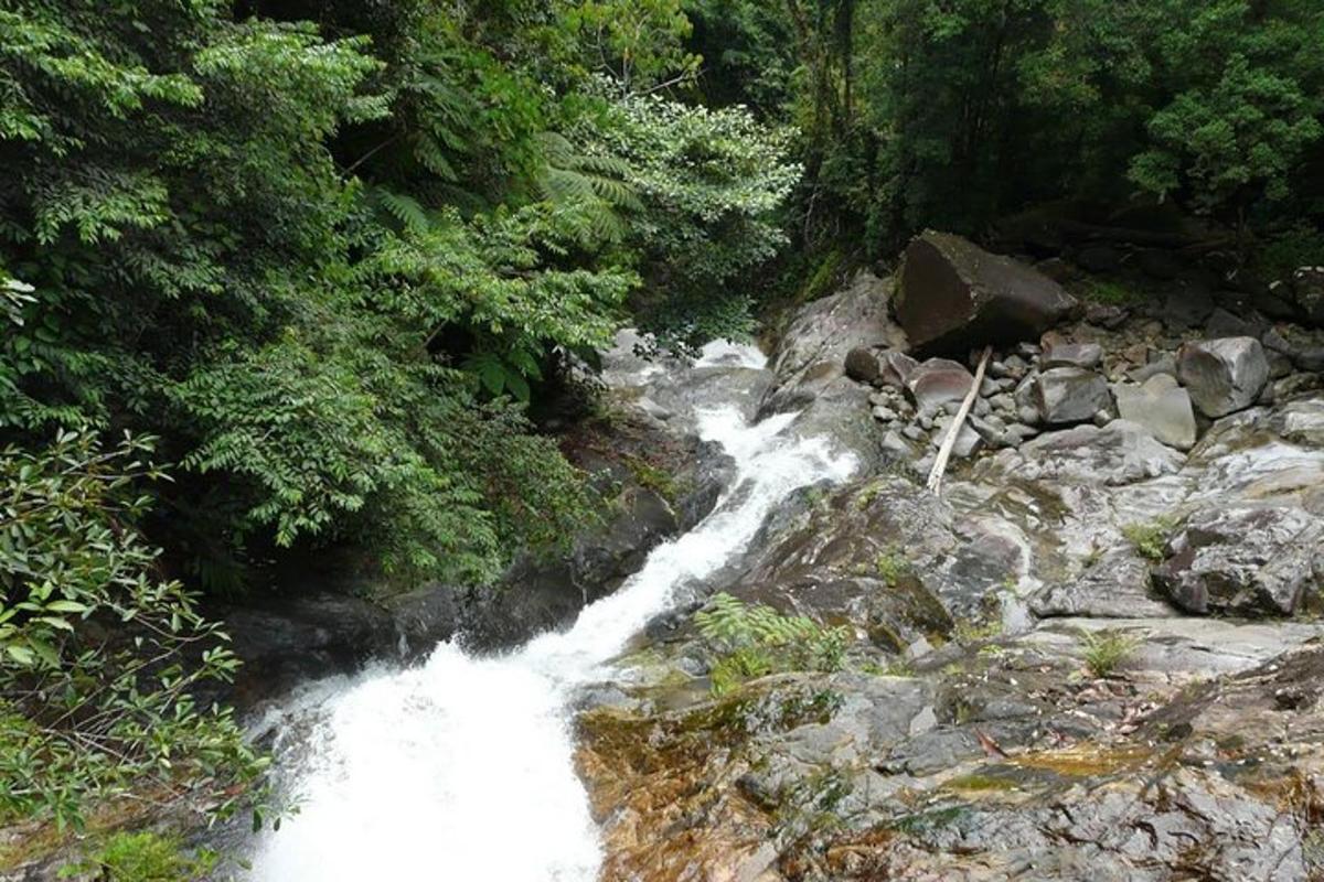 a stream of water in the middle of a forest