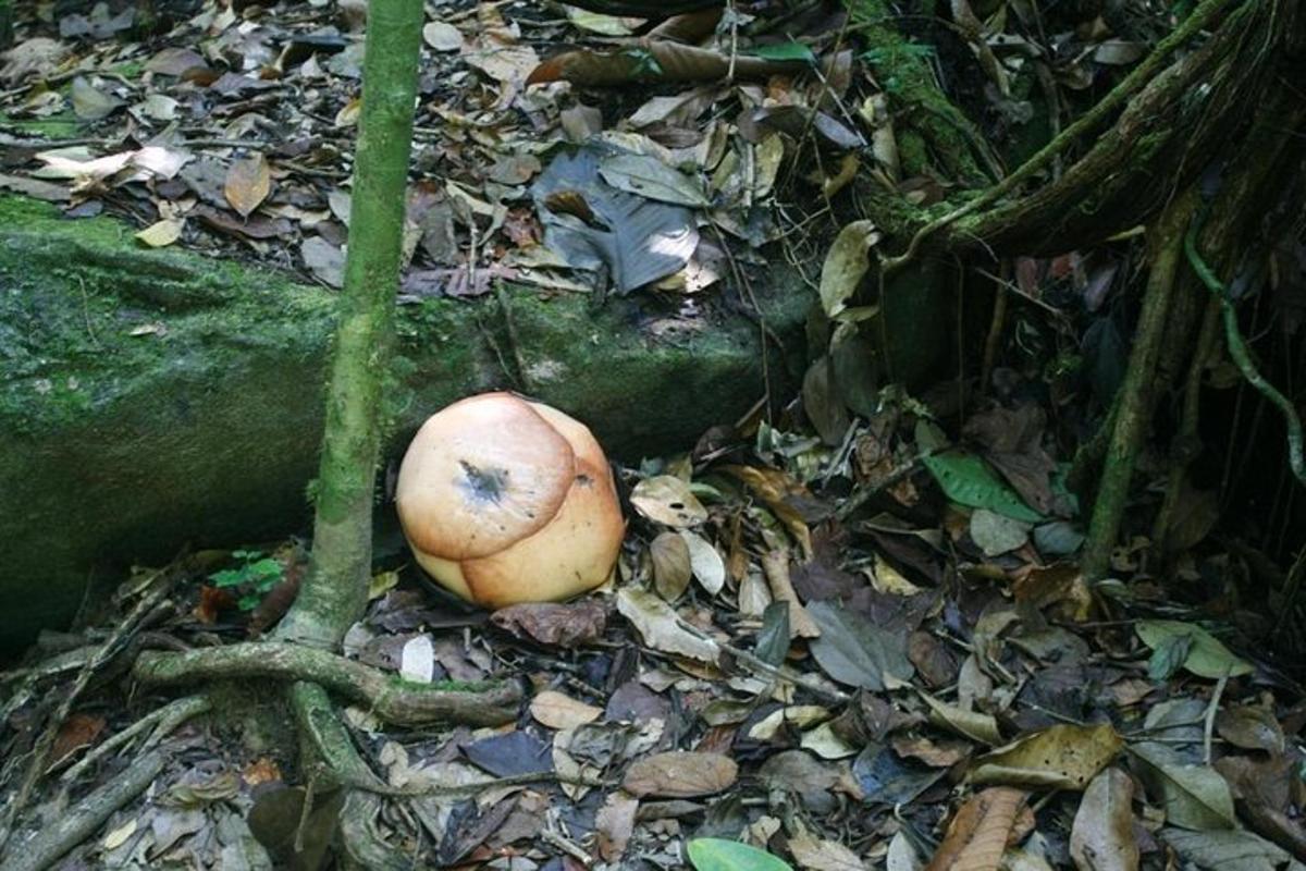 a coconut sitting on the ground next to a tree