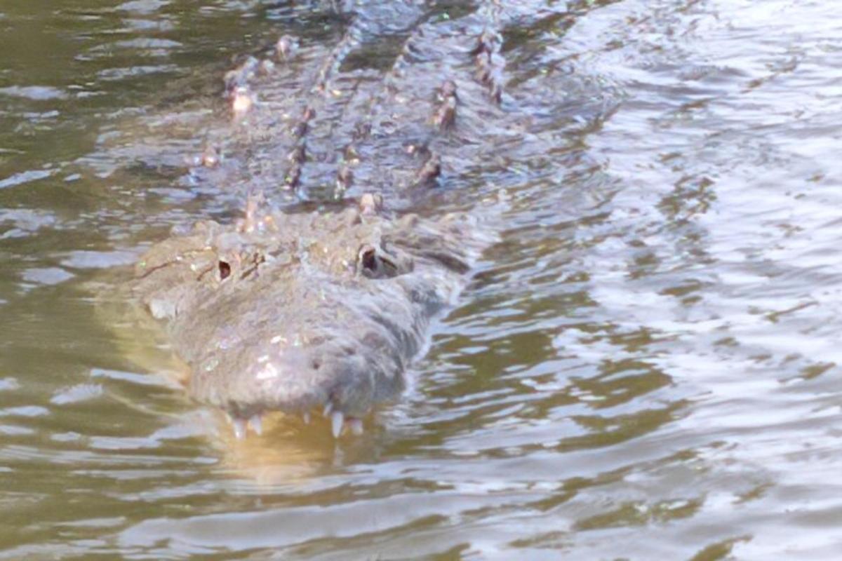 a alligator is swimming in the water