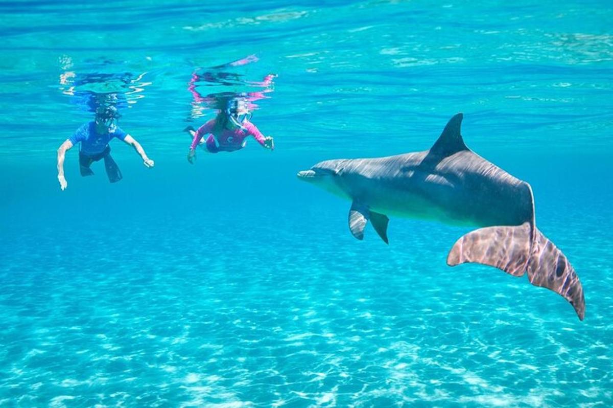 a group of people swimming in the water with sharks