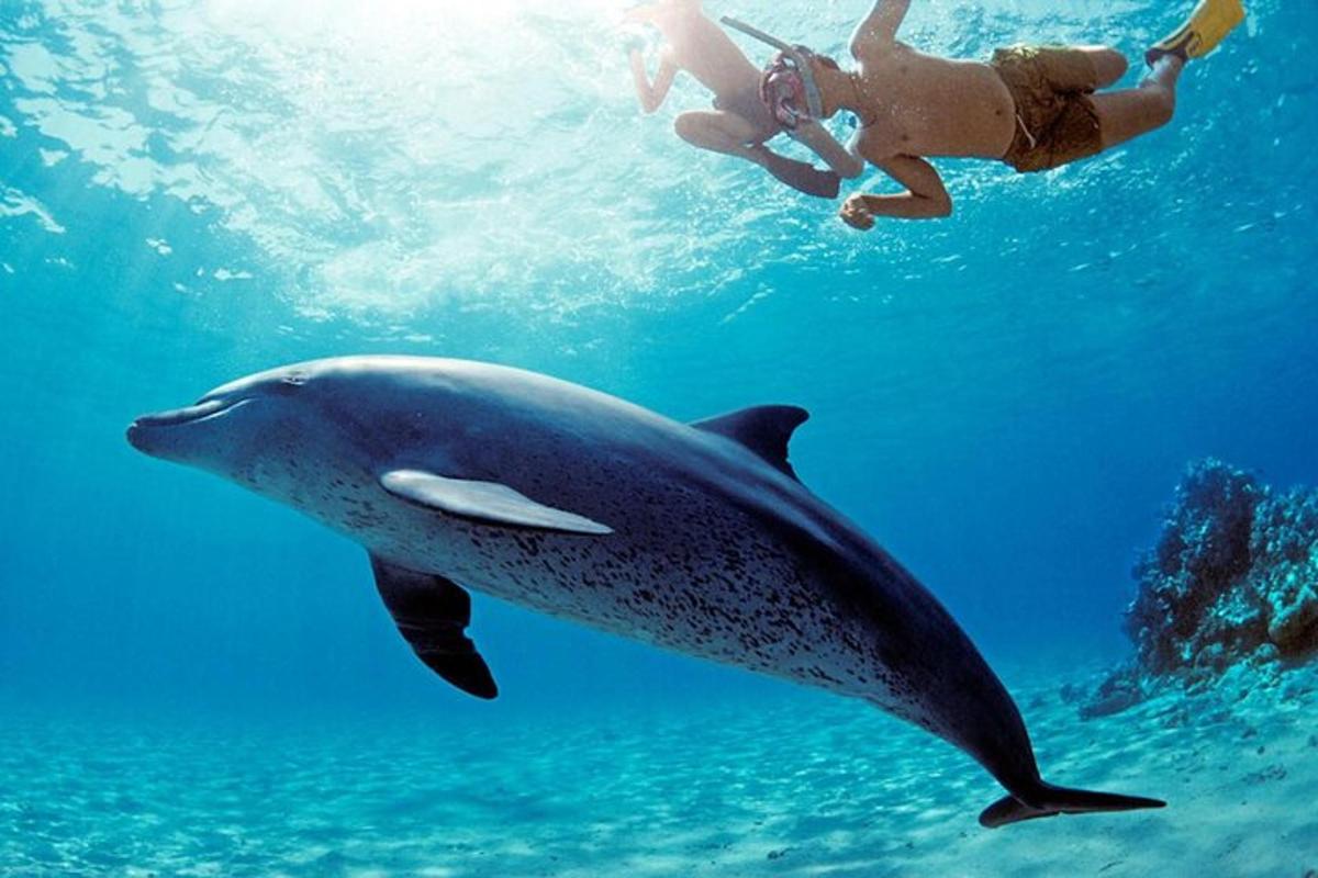 a person swimming next to a dolphin in the water