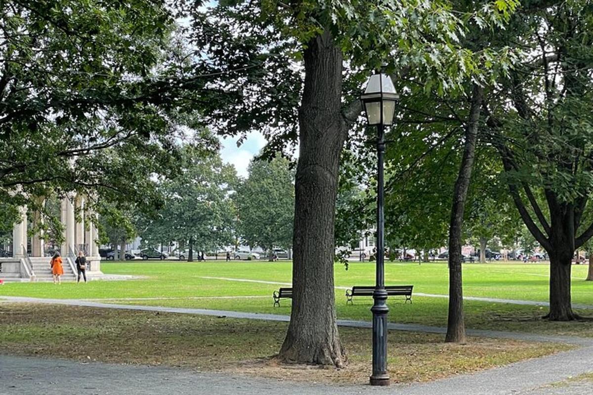 bir ağacın yanında sokak lambası olan bir park