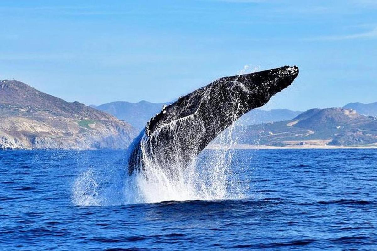 una ballena saltando fuera del agua