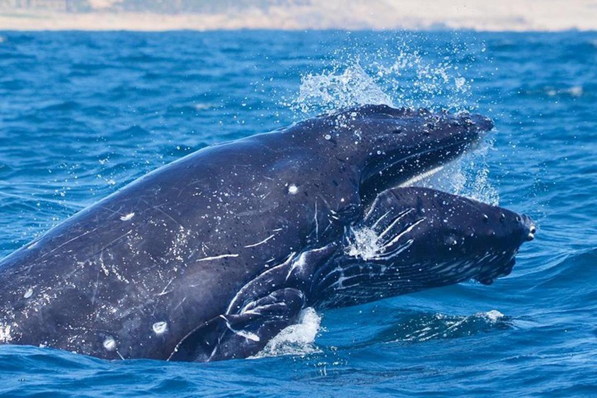 Un par de focas en el agua