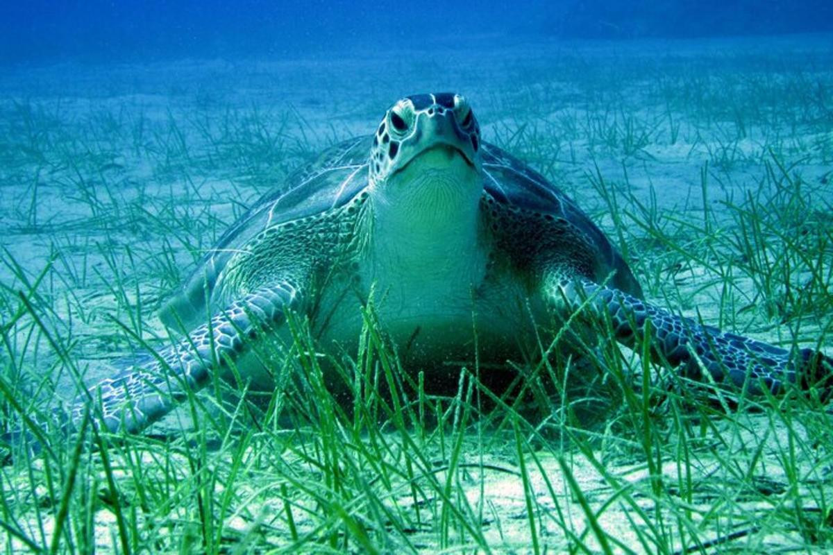 uma tartaruga marinha verde nadando na grama
