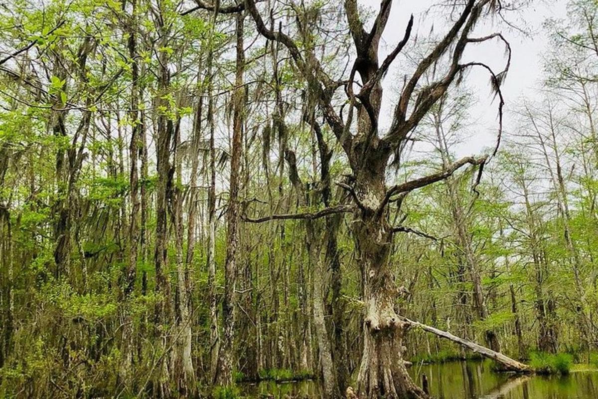 ein Baum mitten in einem Sumpf mit Wasser