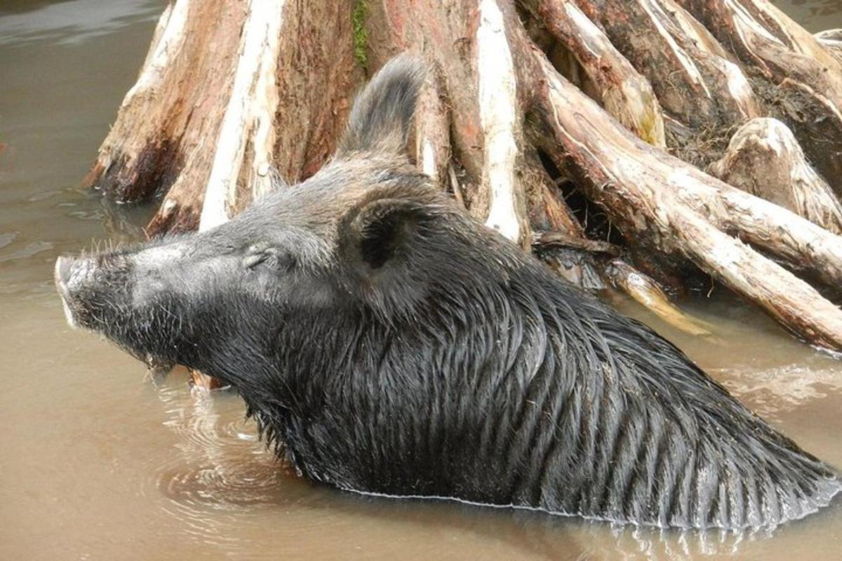 ein Schwarzbär im Wasser neben einem Baum