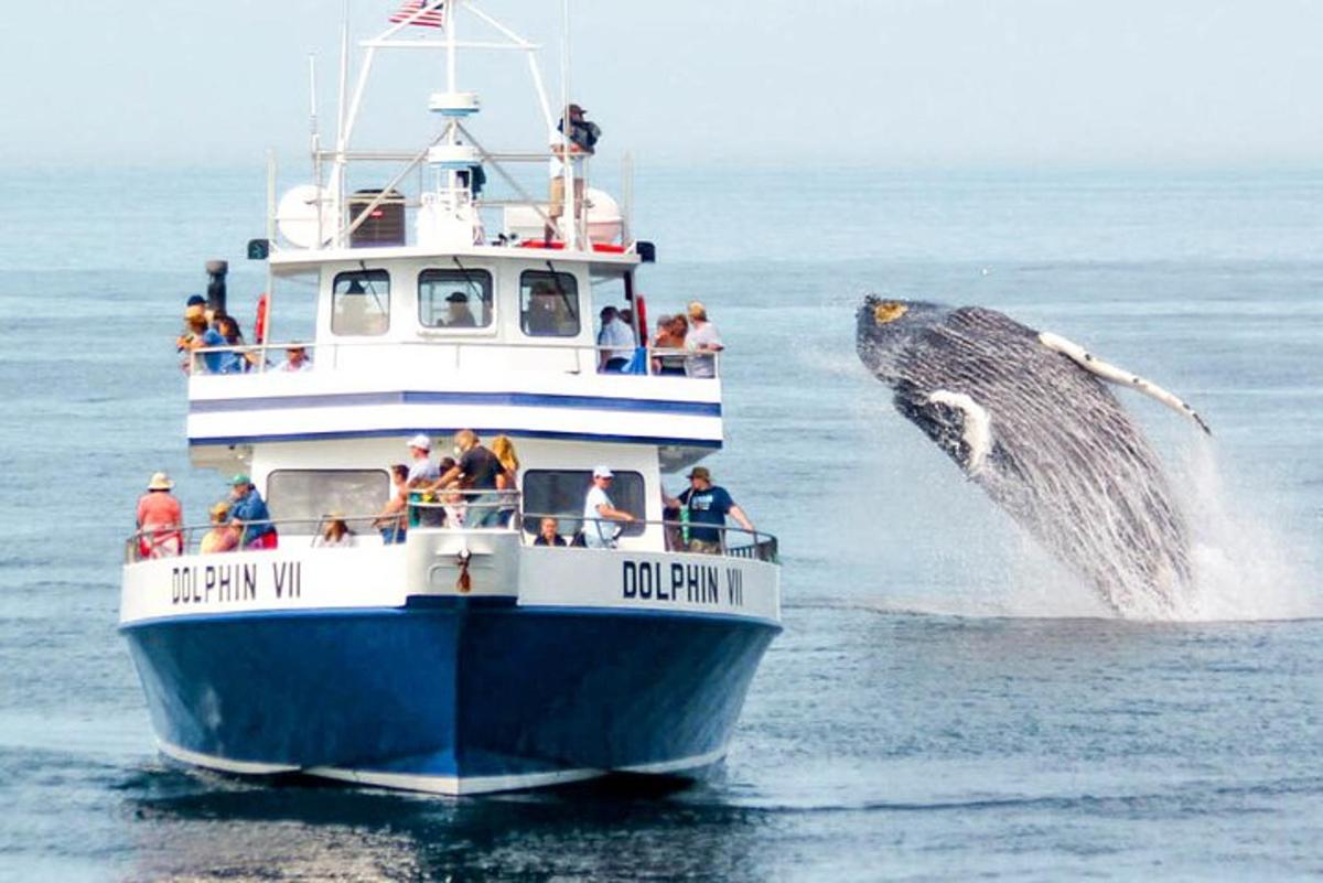 a whale jumping out of the water on a boat