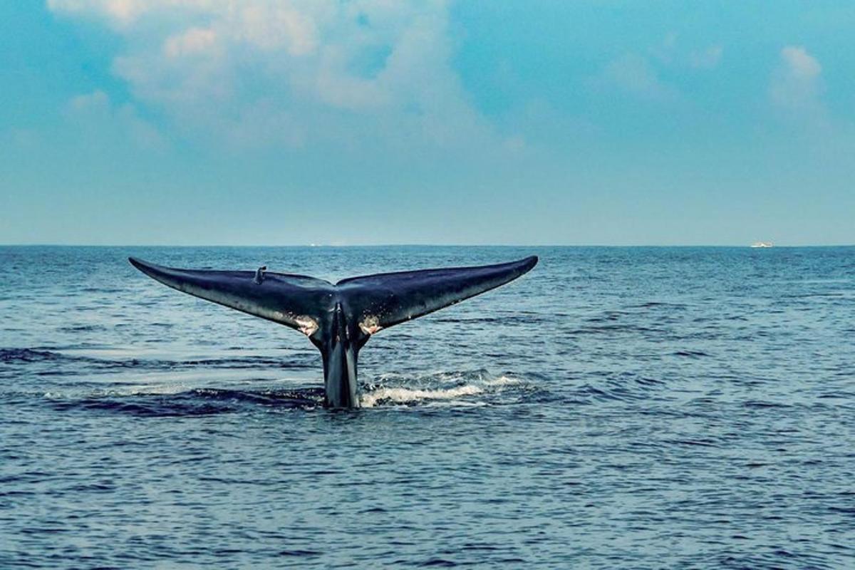 a whale tail sticking out of the water