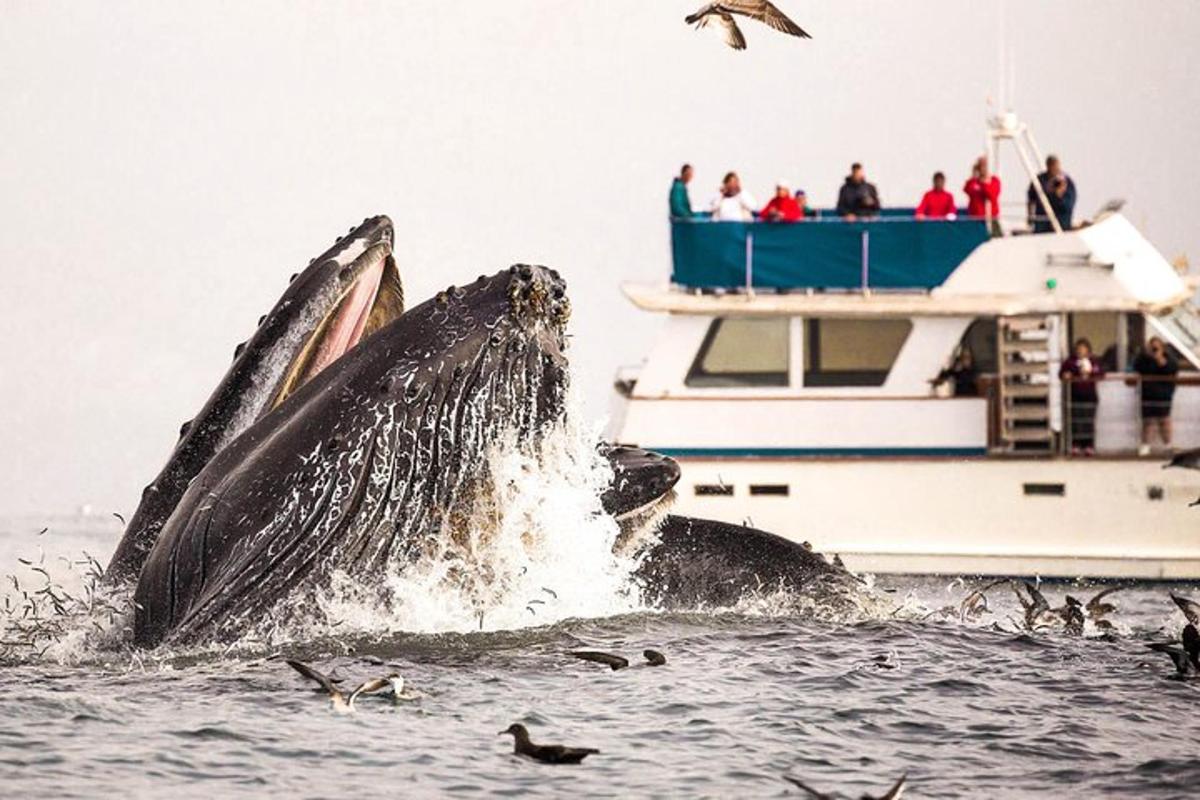 una ballena saltando fuera del agua frente a un barco