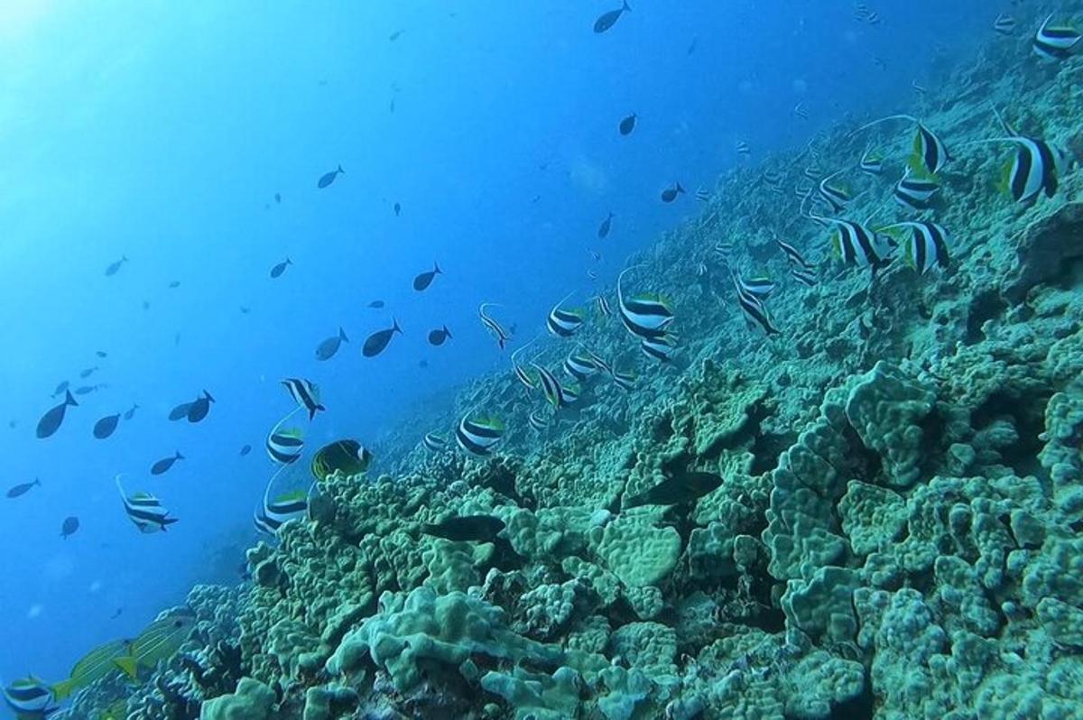 um cardume de peixes em um recife de coral
