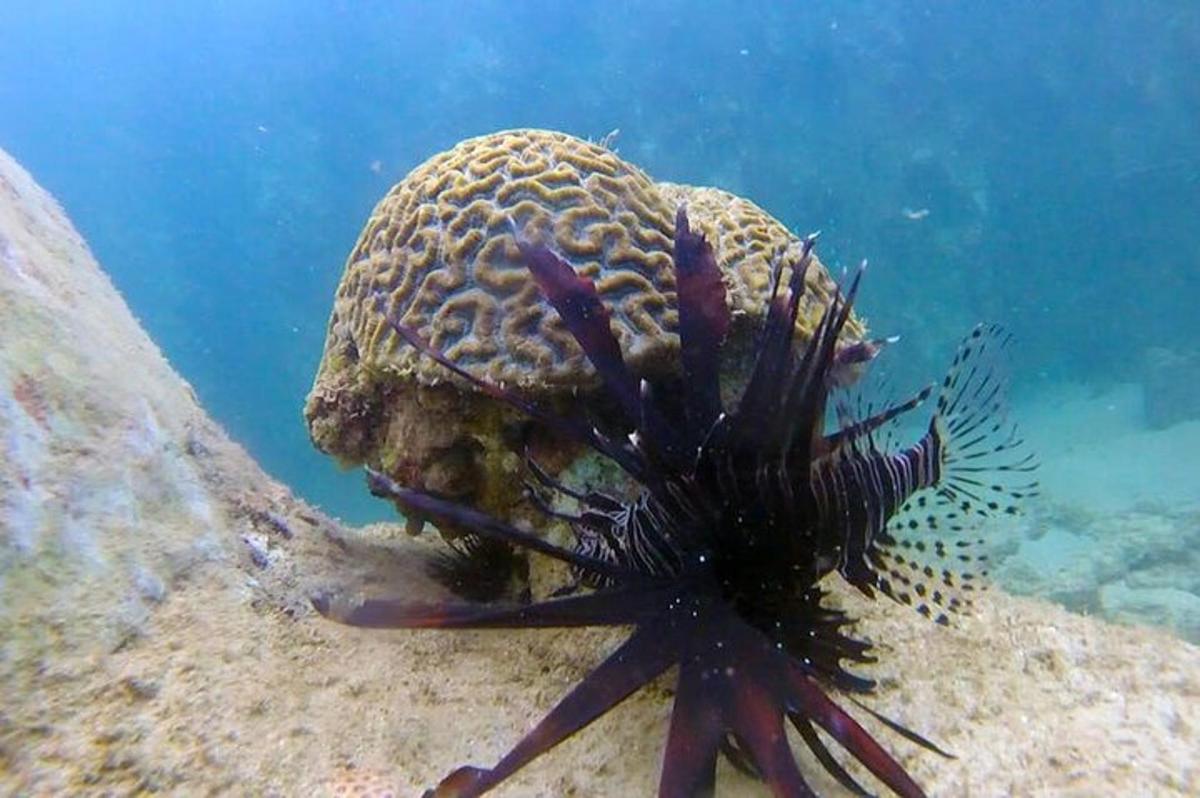 un pesce scorpione e un'anarantola sott'acqua
