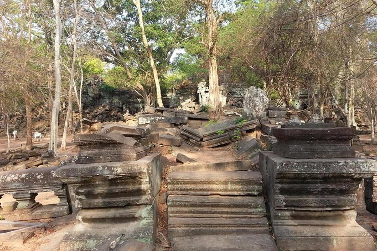 um grupo de ólitos em uma floresta com árvores
