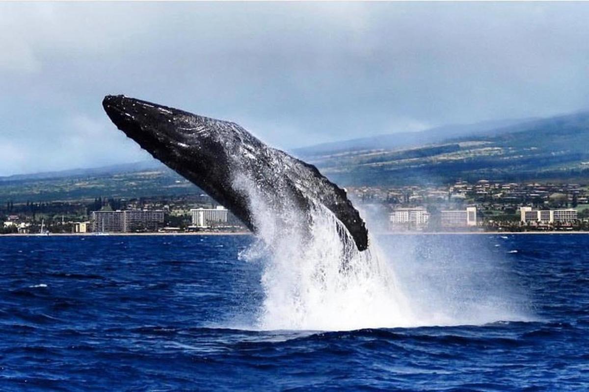 una balena geperuda saltant fora de l'aigua