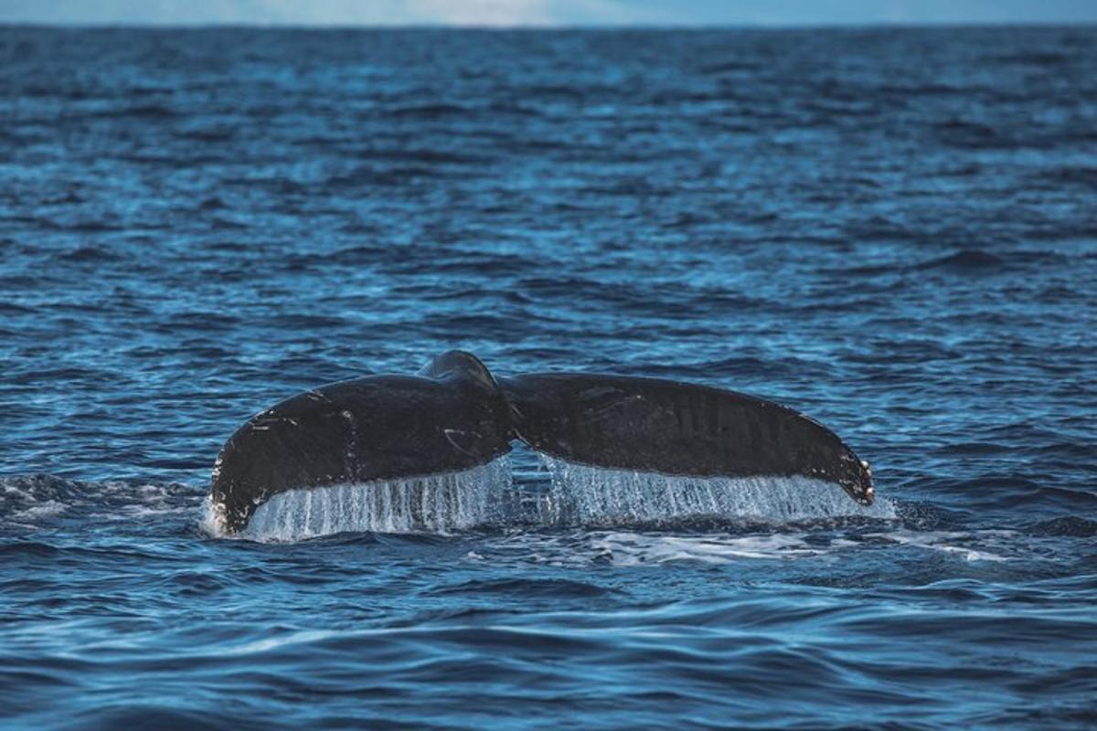 una cua de balena a l'aigua