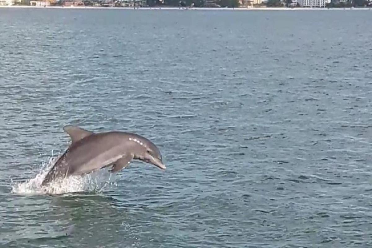 a dolphin jumping out of the water