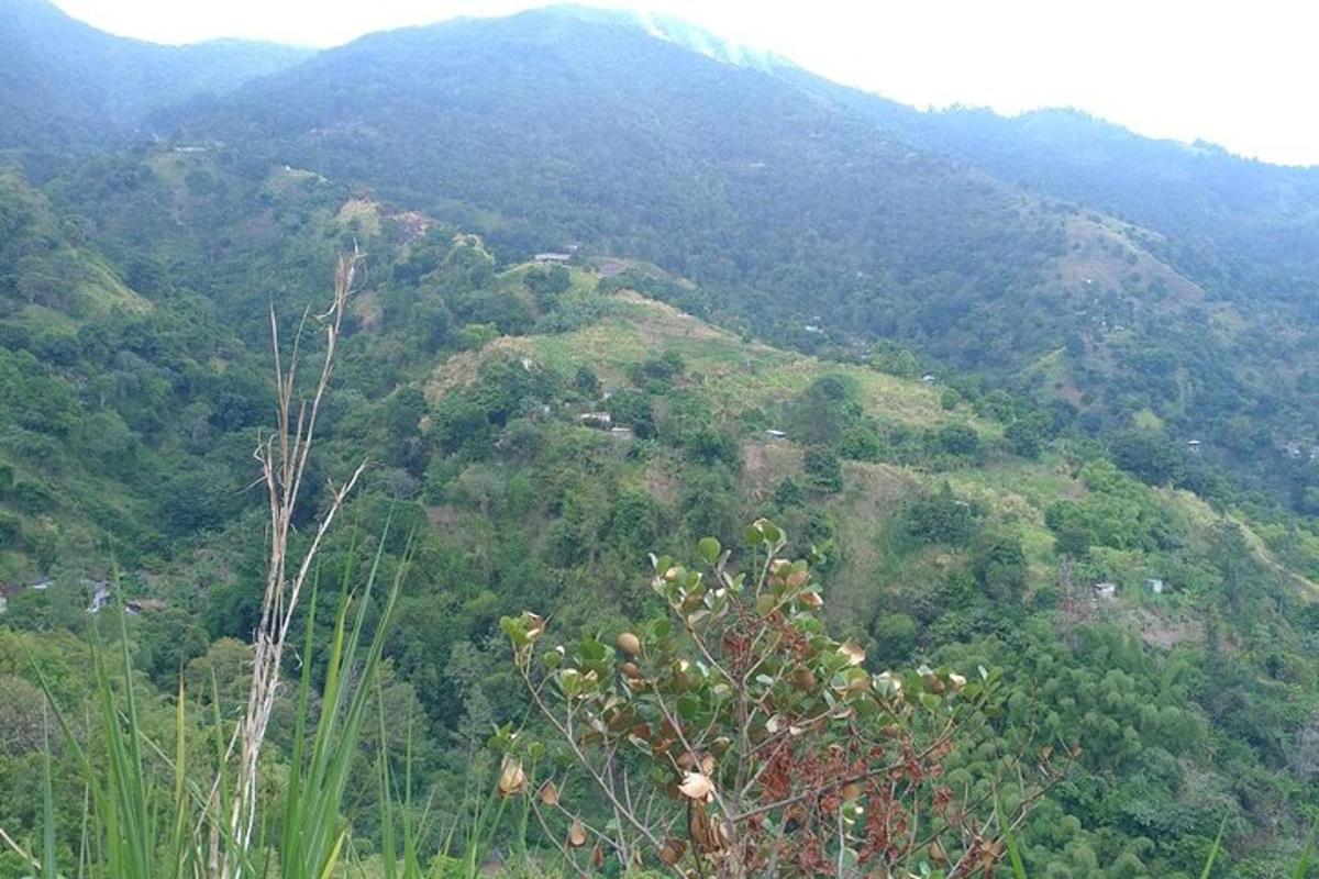 a view of a lush green mountain with a tree