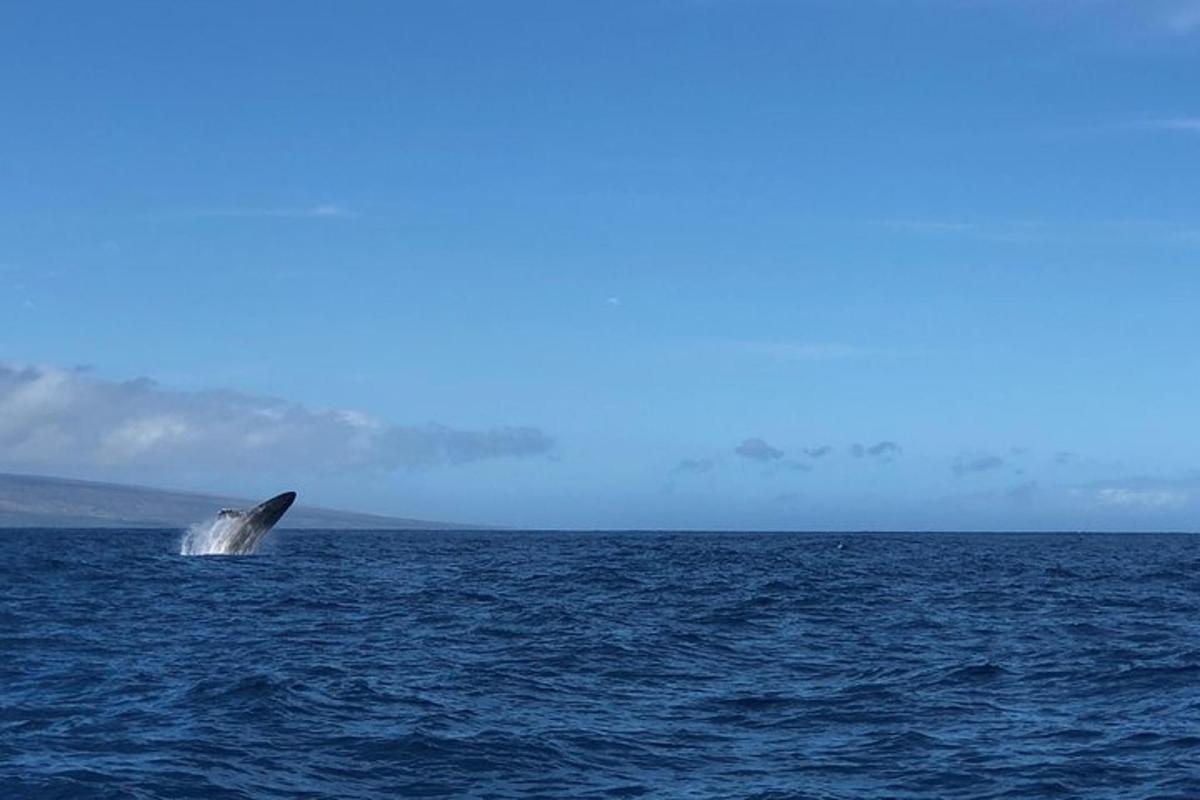 una megattera che sporge la coda fuori dall'acqua