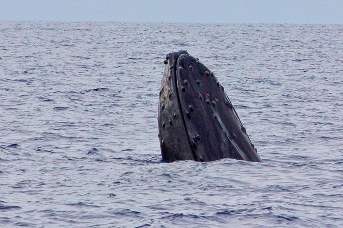 un naso di balena nell'acqua