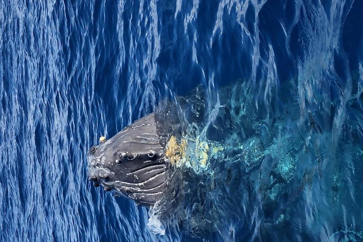 una balena morta nell'acqua dell'oceano