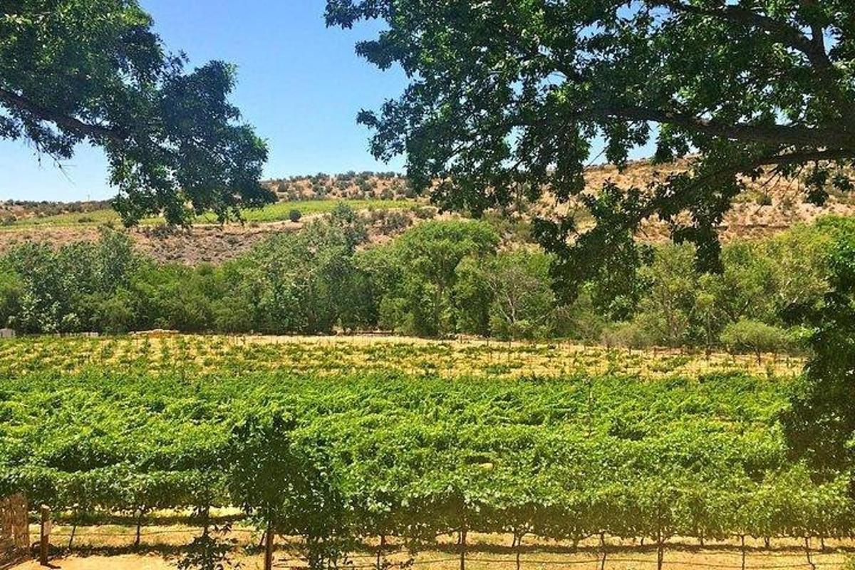 un campo coltivato con alberi e una collina sullo sfondo