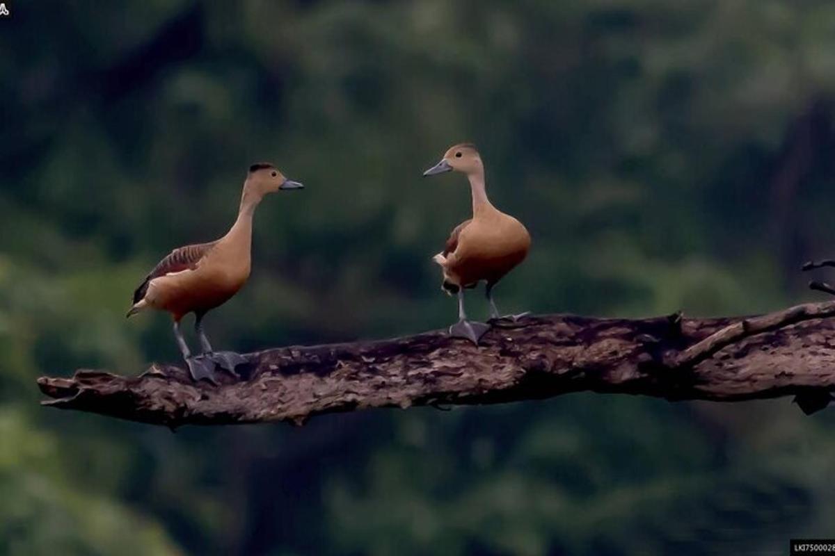two birds sitting on top of a tree branch
