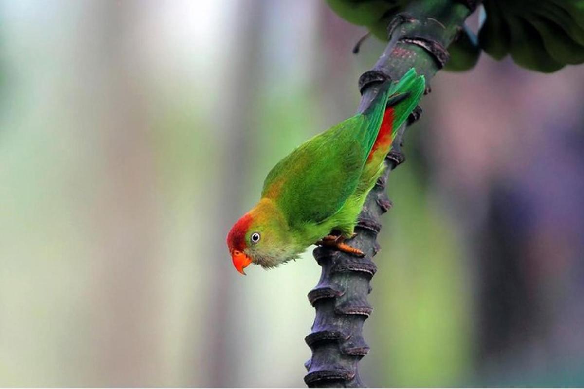 a green and red bird perched on a tree branch