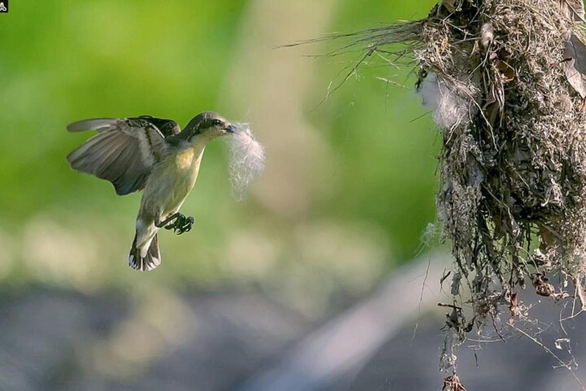un colibrì che mangia un pezzo di cibo da un albero