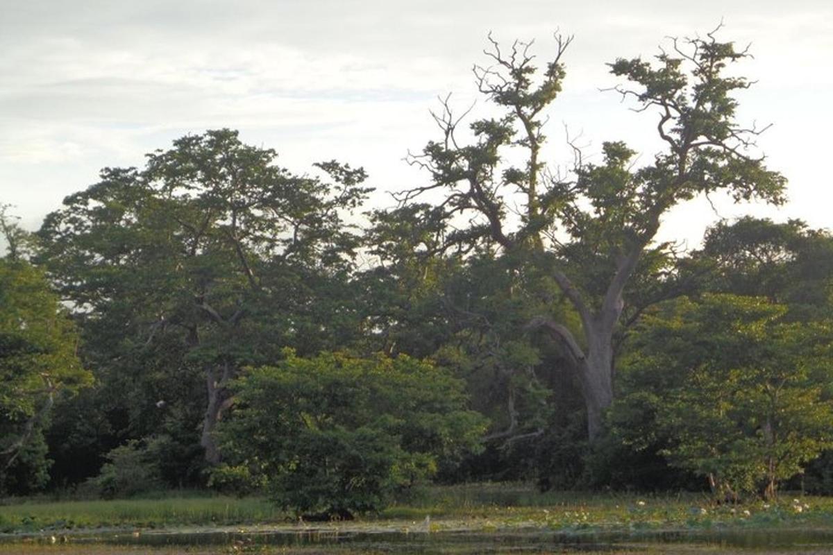 un grande albero in mezzo a un campo