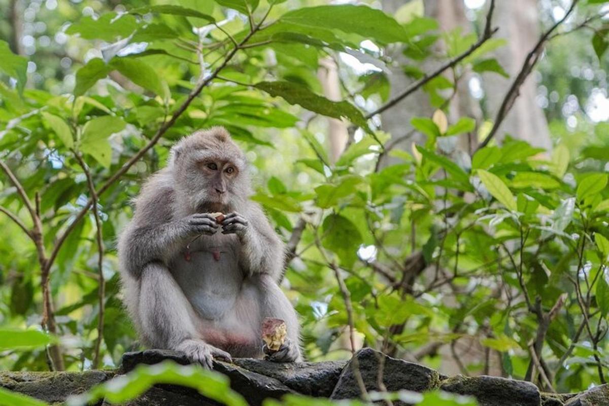 a monkey sitting on a tree branch eating food